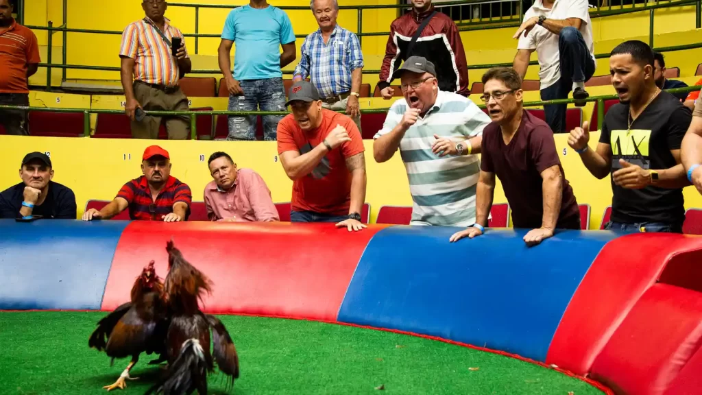American Cockfighting: Discover the Fastest and Most Classy Fighting Rooster Line