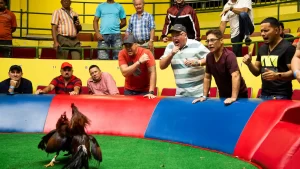 American Cockfighting: Discover the Fastest and Most Classy Fighting Rooster Line