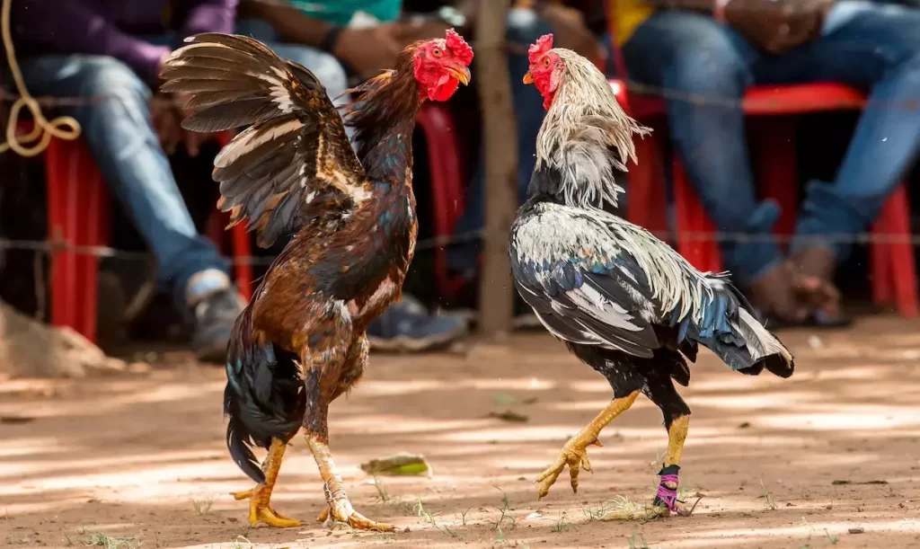 Outstanding features that make the American cockfighting brand