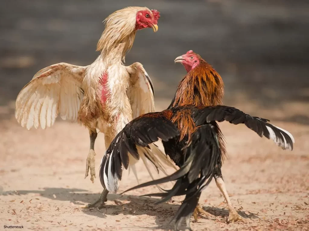 How to watch American cockfighting