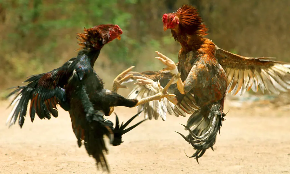 Outstanding features that make the American cockfighting brand