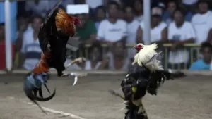 Cockfighting Knife Spurs