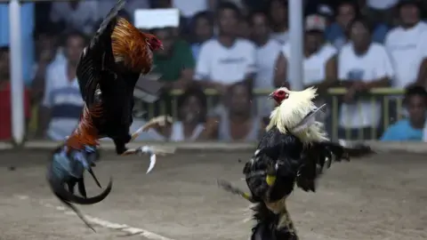 Cockfighting Knife Spurs