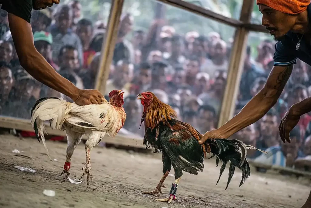 Cockfighting Knife Spurs
