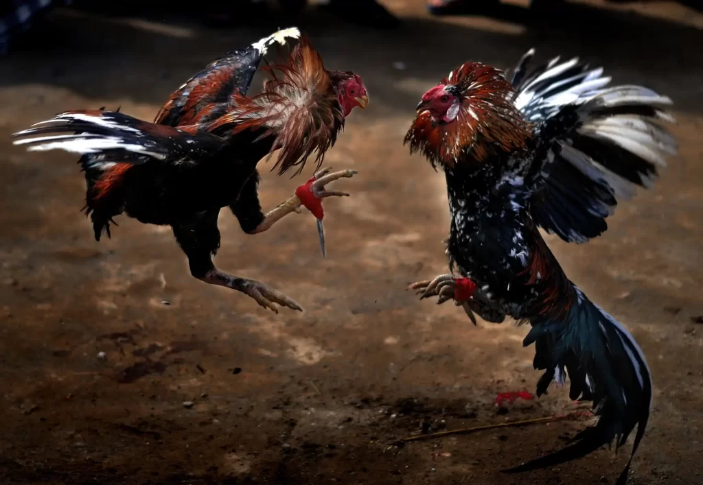 Watch cockfighting online: Convenient and risky